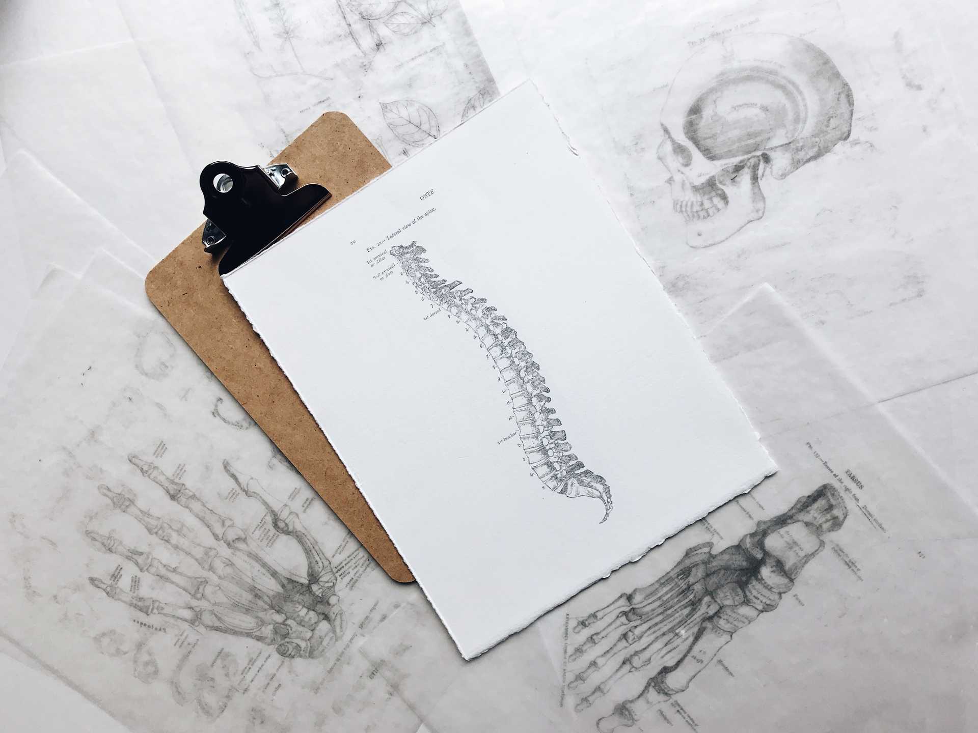 Clipboard With Diagram Of Spine